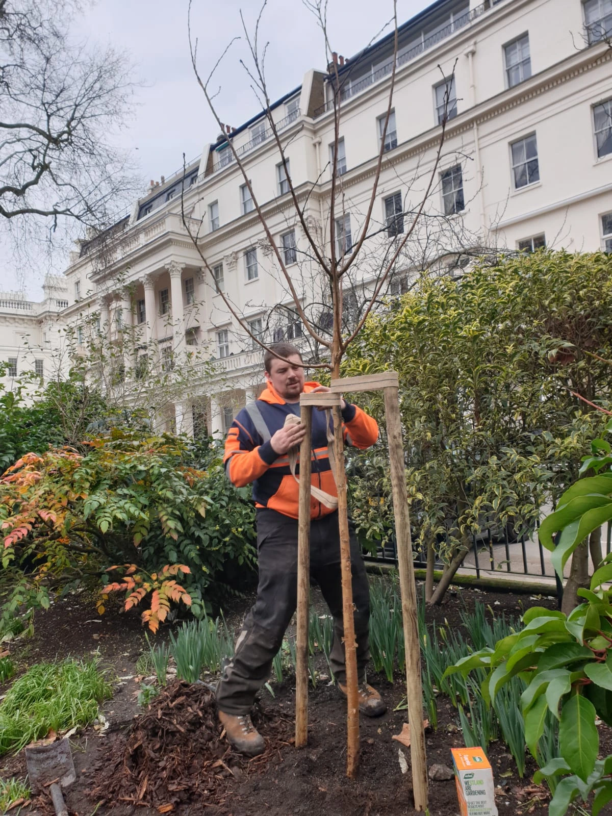 Tree Planting Techniques